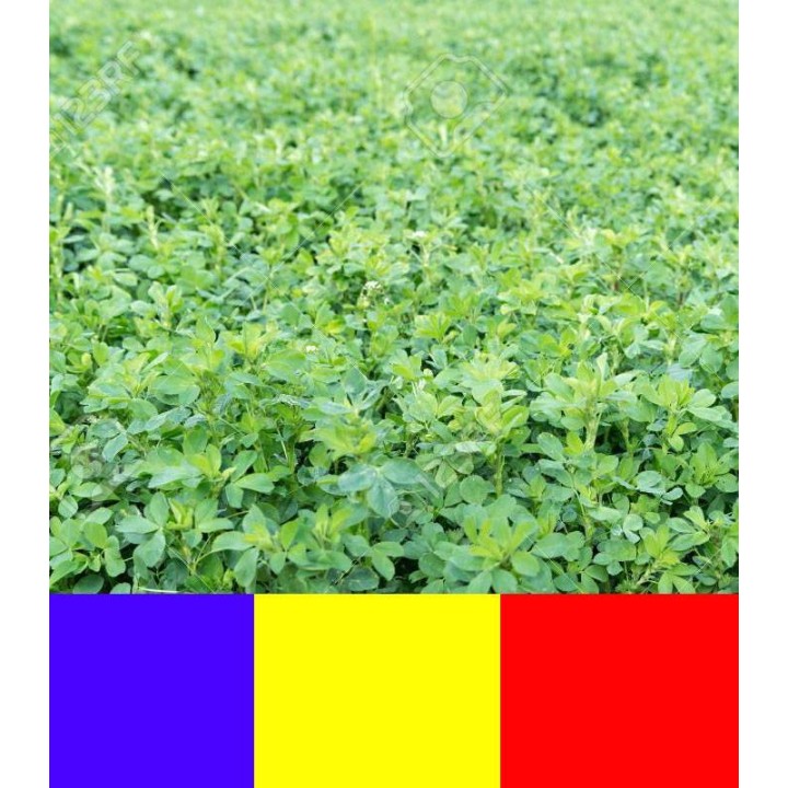 Seminte Lucerna VALAHIA C1D -SOI ROMANESC